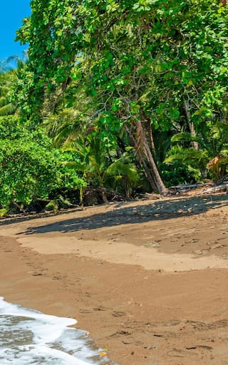 Buscan voluntarios mayores de 18 para cuidar animales en playas paradisíacas del Caribe: alojamiento frente al mar, 3 comidas diarias y sin experiencia previa