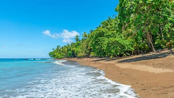 Buscan voluntarios para vivir gratis en una playa paradisíaca del Caribe y solo deben cuidar tortugas: ofrecen alojamiento completo y comida