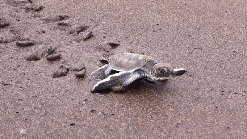 Buscan voluntarios para vivir gratis en una playa paradisíaca del Caribe y solo deben cuidar tortugas: ofrecen alojamiento completo y comida
