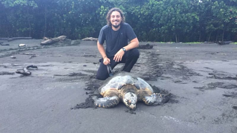 Buscan voluntarios para vivir gratis en una playa paradisíaca del Caribe y solo deben cuidar tortugas: ofrecen alojamiento completo y comida