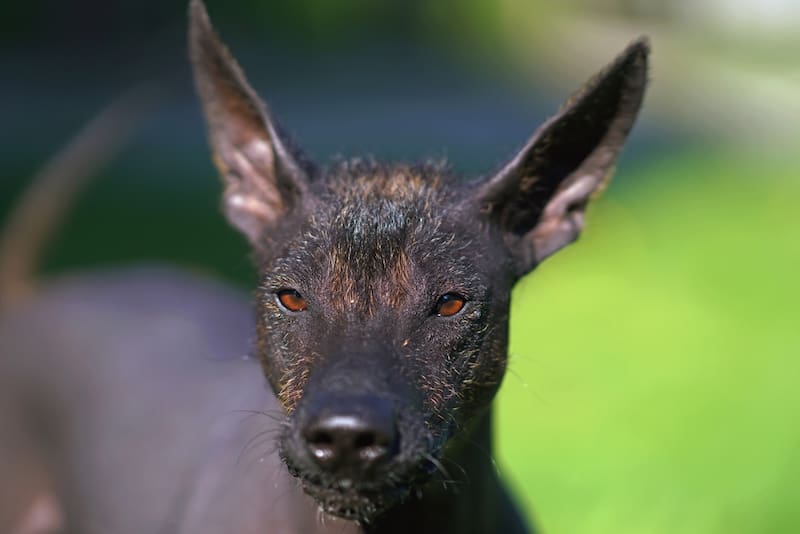 Xoloitzcuintle. Fuente: Shutterstock.