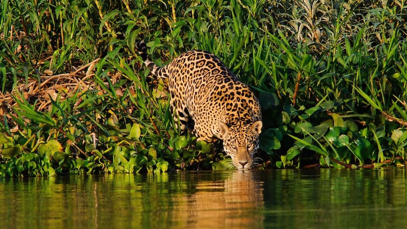 El yaguareté es un referente de la selva argentina.