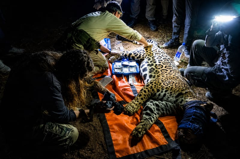 La novedad más importante es que uno de los dos machos pudo ser capturado de manera segura. Fotos: Mario Tarrago, Miranda Volpe, cámara trampa.