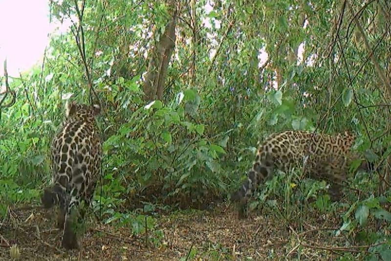Crías de yaguareté encontrados en El Impenetrable.