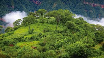 Reparar el tejido ecológico: la historia de Fundación Cebil, la ONG que custodia hace 15 años esta reserva reconocida por la Unesco