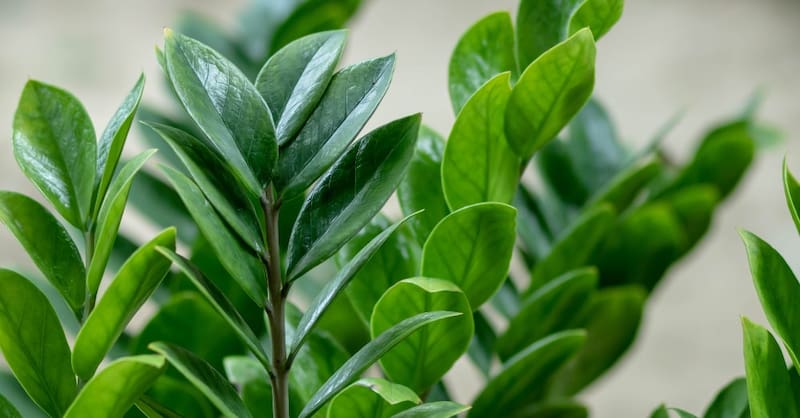 La Zamioculca es una suculenta de interior muy resistente con una hoja verde brillante y robusta.