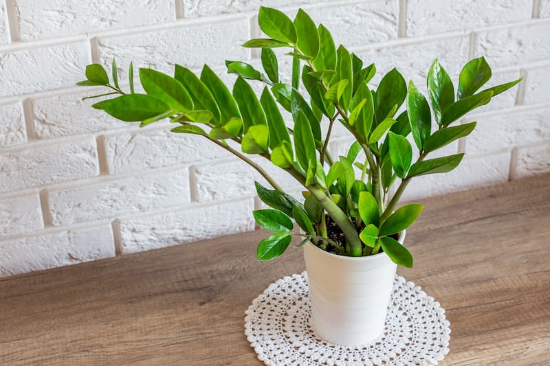 La Zamioculcas es otra de las alternativas de plantas elegidas para tener dentro del hogar durante el invierno. (Foto: Shutterstock)