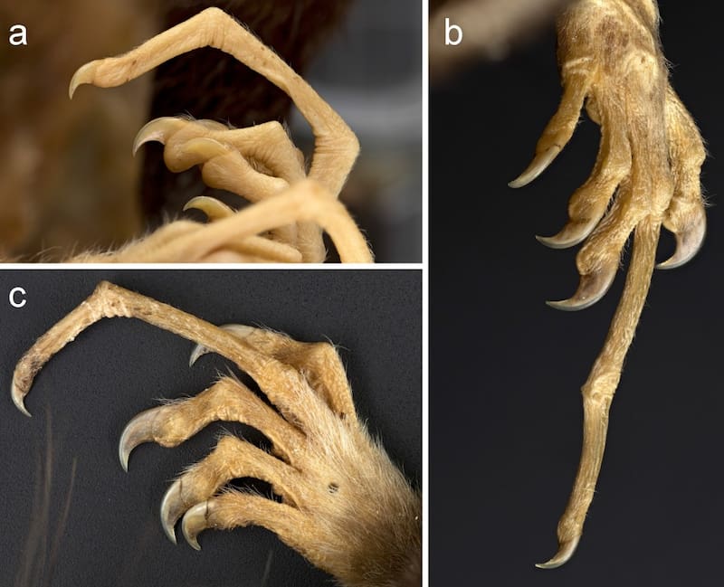 Este marsupial: también tiene un dedo extremadamente largo y especializado que utiliza para extraer larvas e insectos